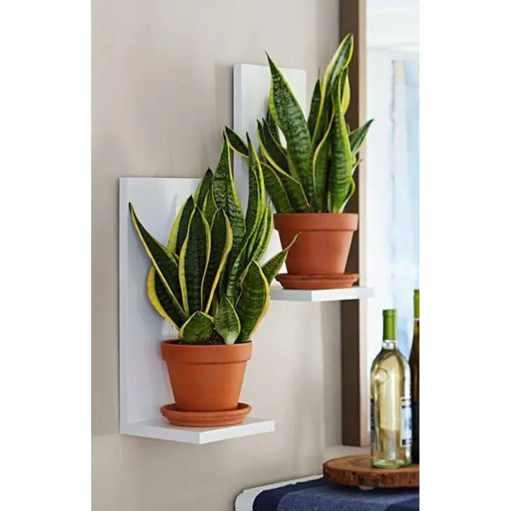 Buy Evergreen Wall Mounted Planters | Set of 2 | Modern Succulent Shelves  online on doorpey.com Get other furniture and home decor items delivered to your door. Cash on delivery and nation-wide delivery available