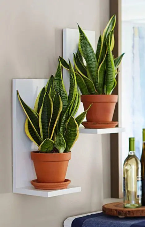 Buy Evergreen Wall Mounted Planters | Set of 2 | Modern Succulent Shelves  online on doorpey.com Get other furniture and home decor items delivered to your door. Cash on delivery and nation-wide delivery available